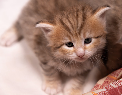 Agda - 3 weeks old