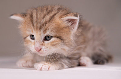 Agda - 3 weeks old