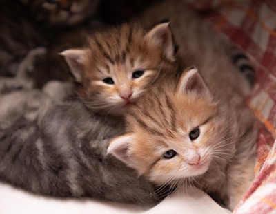 Agda - 3 weeks old