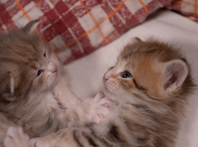Agda - 3 weeks old