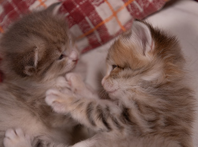 Agda - 3 weeks old