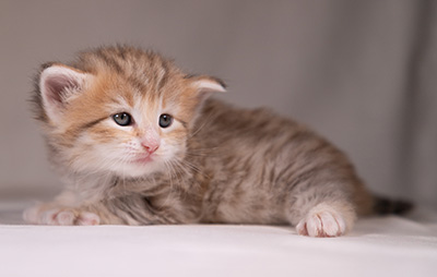 Agda - 3 weeks old