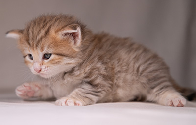 Agda - 3 weeks old