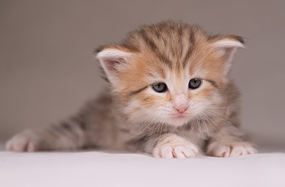 Agda - 3 weeks old