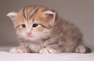 Agda - 3 weeks old