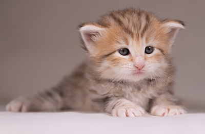 Agda - 3 weeks old