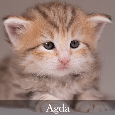 Agda