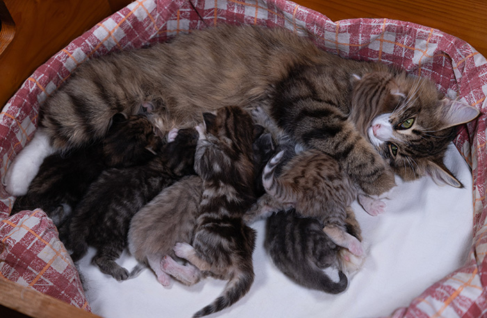 Agda - At birth
