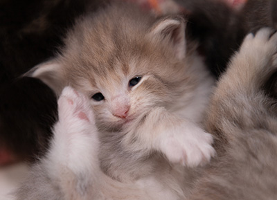 Alma - 3 weeks old