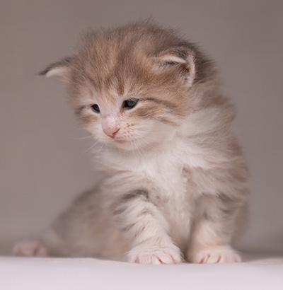 Alma - 3 weeks old