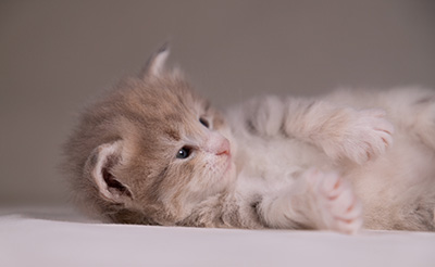 Alma - 3 weeks old