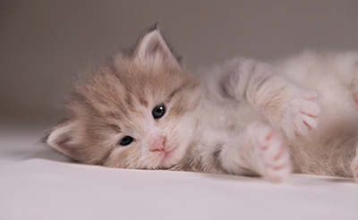Alma - 3 weeks old