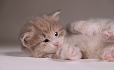 Alma - 3 weeks old