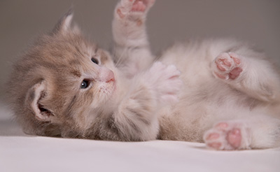Alma - 3 weeks old