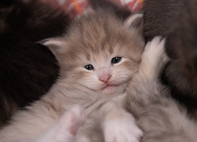 Alma - 3 weeks old