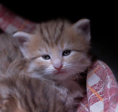 Alma - 3 weeks old