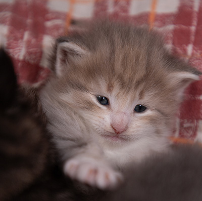 Alma - 3 weeks old