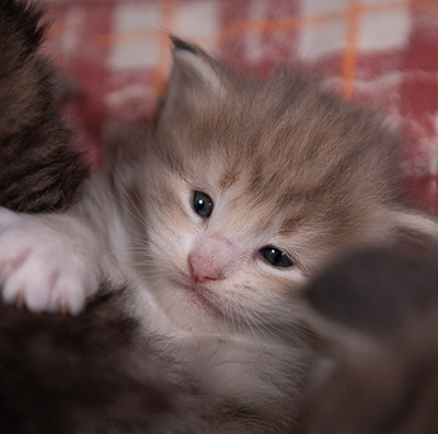 Alma - 3 weeks old