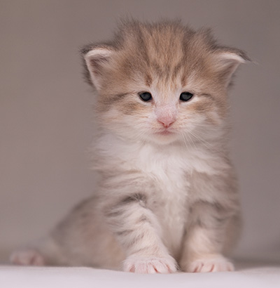 Alma - 3 weeks old