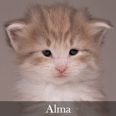 Alma