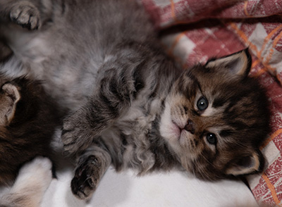 Alrik - 3 weeks old