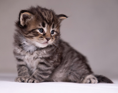 Alrik - 3 weeks old
