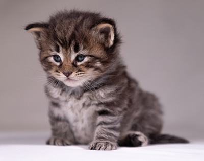 Alrik - 3 weeks old