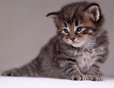 Alrik - 3 weeks old