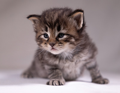 Alrik - 3 weeks old
