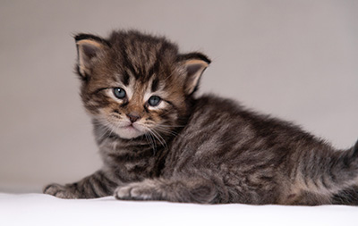 Alrik - 3 weeks old