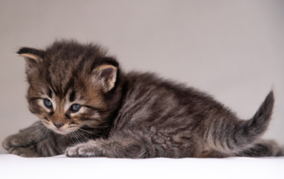 Alrik - 3 weeks old