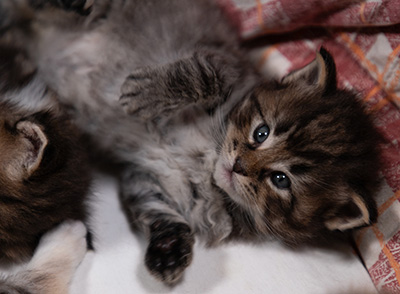 Alrik - 3 weeks old