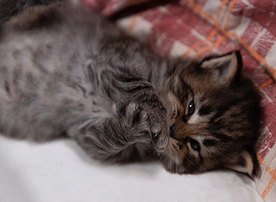 Alrik - 3 weeks old