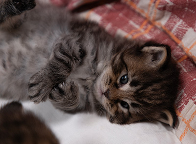 Alrik - 3 weeks old