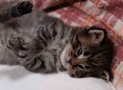 Alrik - 3 weeks old