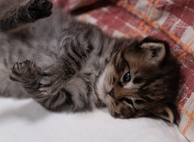 Alrik - 3 weeks old