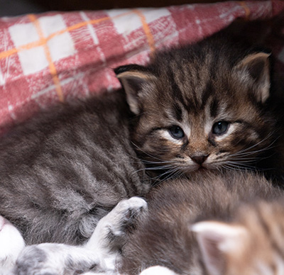 Alrik - 3 weeks old