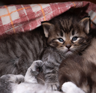 Alrik - 3 weeks old
