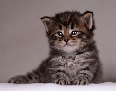 Alrik - 3 weeks old