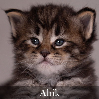 Alrik