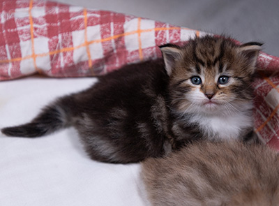 Angelika - 3 weeks old