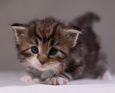 Angelika - 3 weeks old