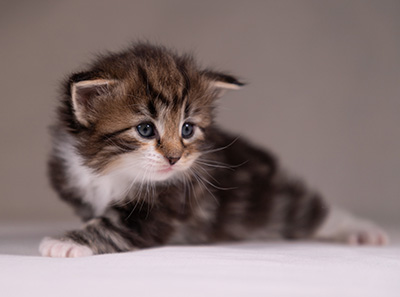 Angelika - 3 weeks old