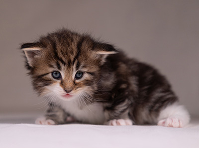 Angelika - 3 weeks old