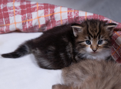 Angelika - 3 weeks old