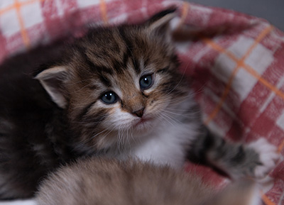 Angelika - 3 weeks old