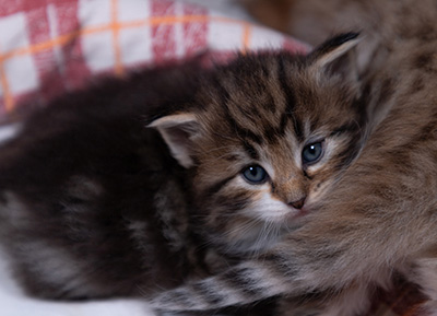 Angelika - 3 weeks old