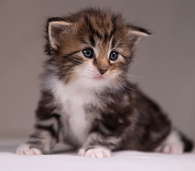 Angelika - 3 weeks old