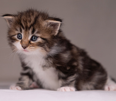 Angelika - 3 weeks old