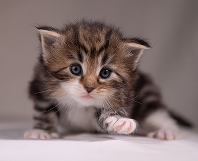 Angelika - 3 weeks old